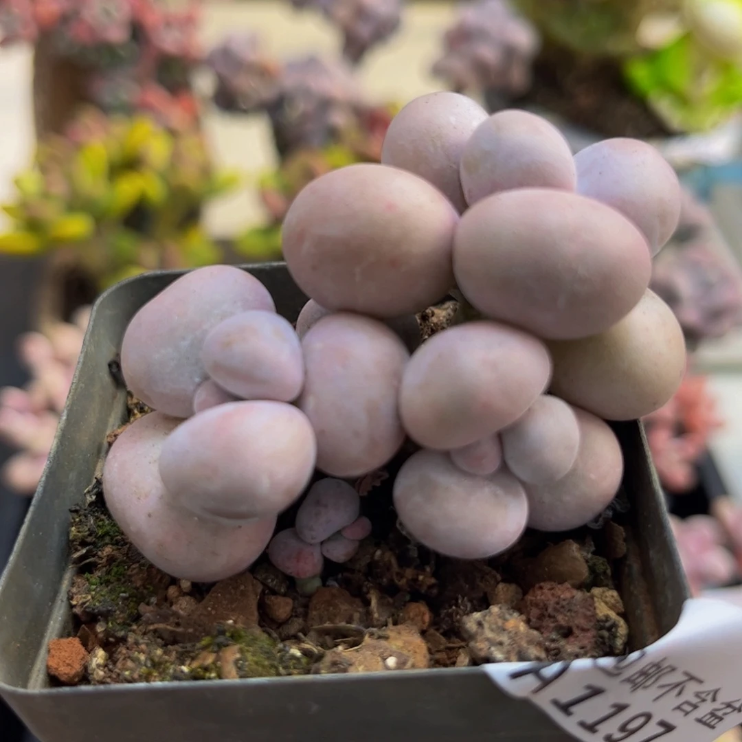 197/5cm芭比奶酪多肉植物