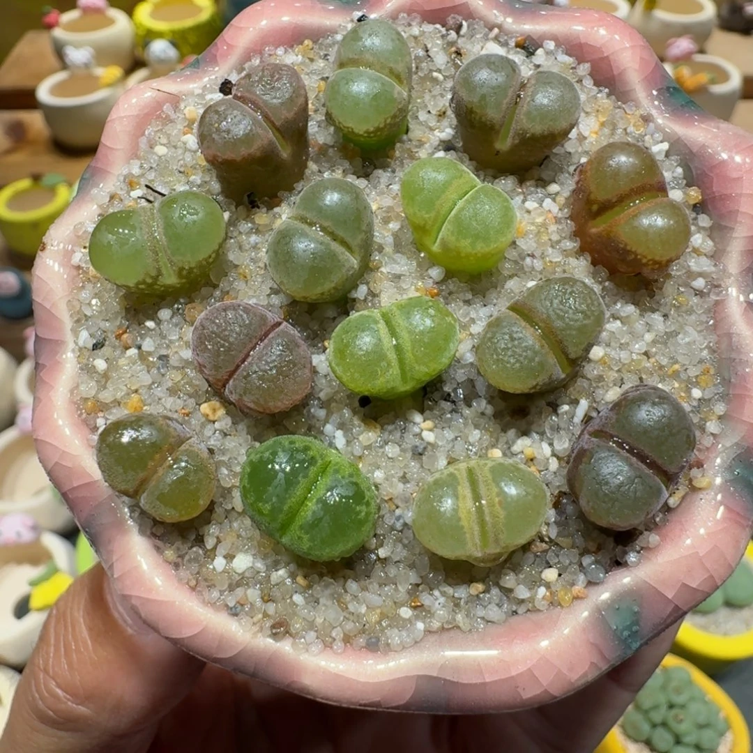 蘑菇1255风铃彩拼多肉植物