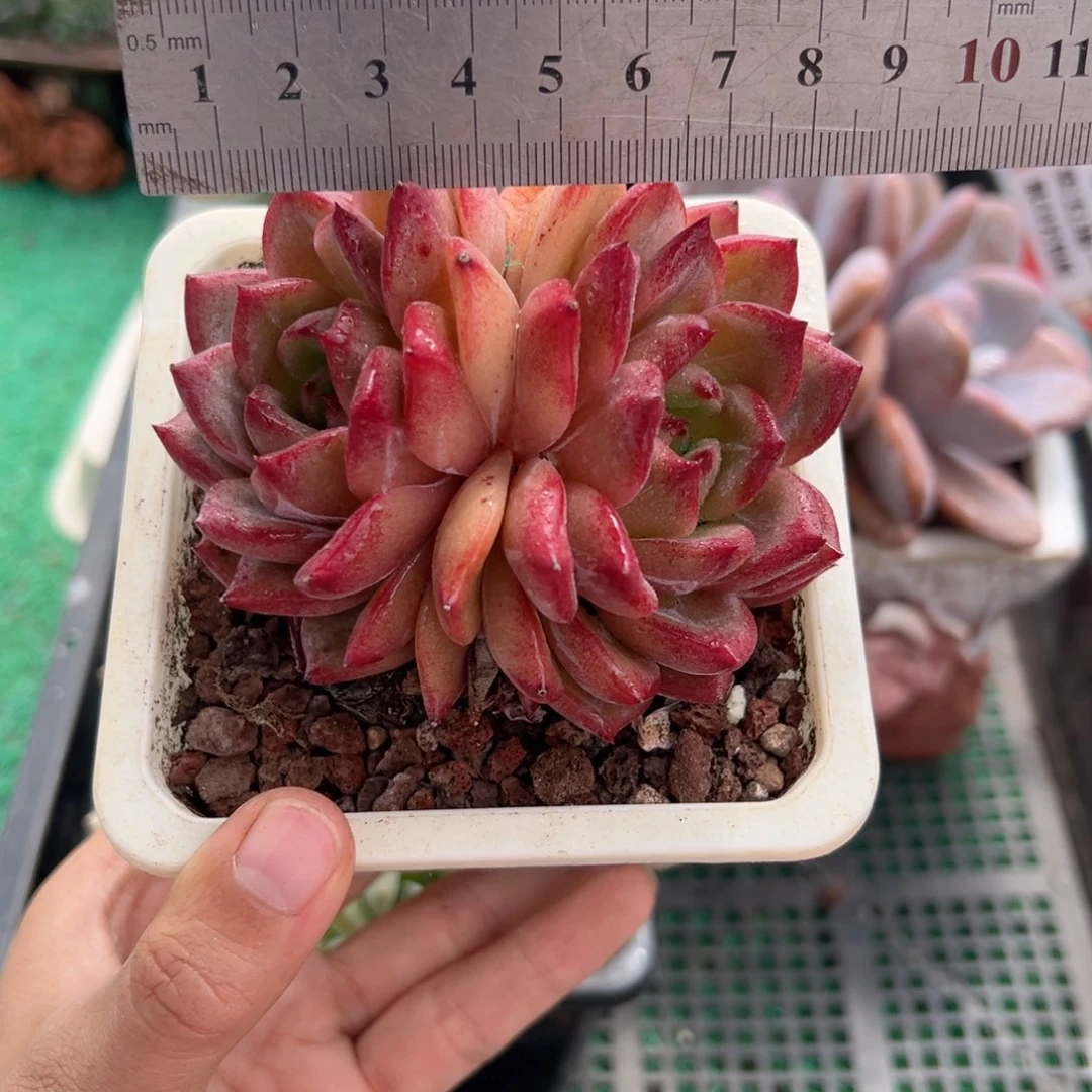 表妹精品多肉植物511.