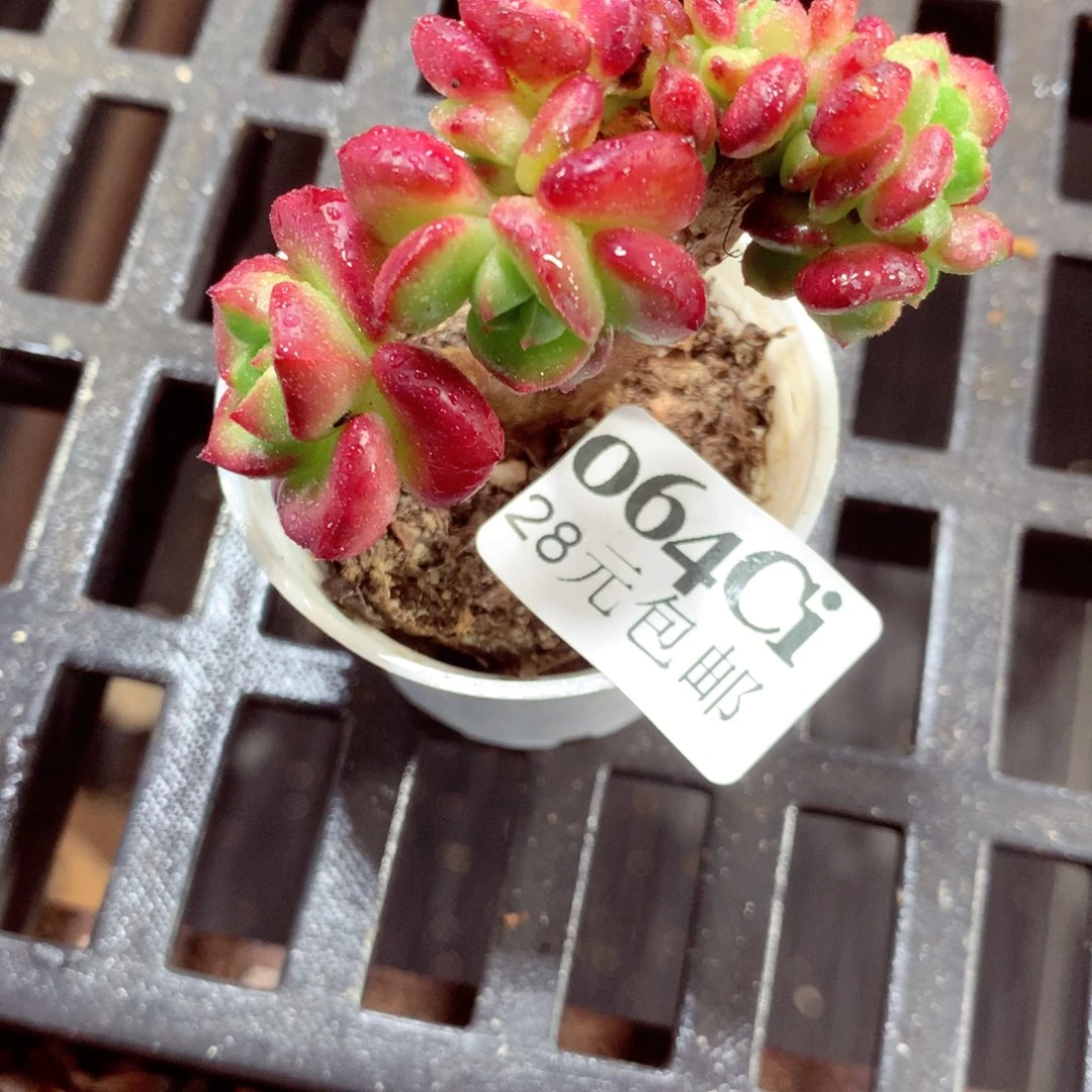 5厘米盆精控多肉064