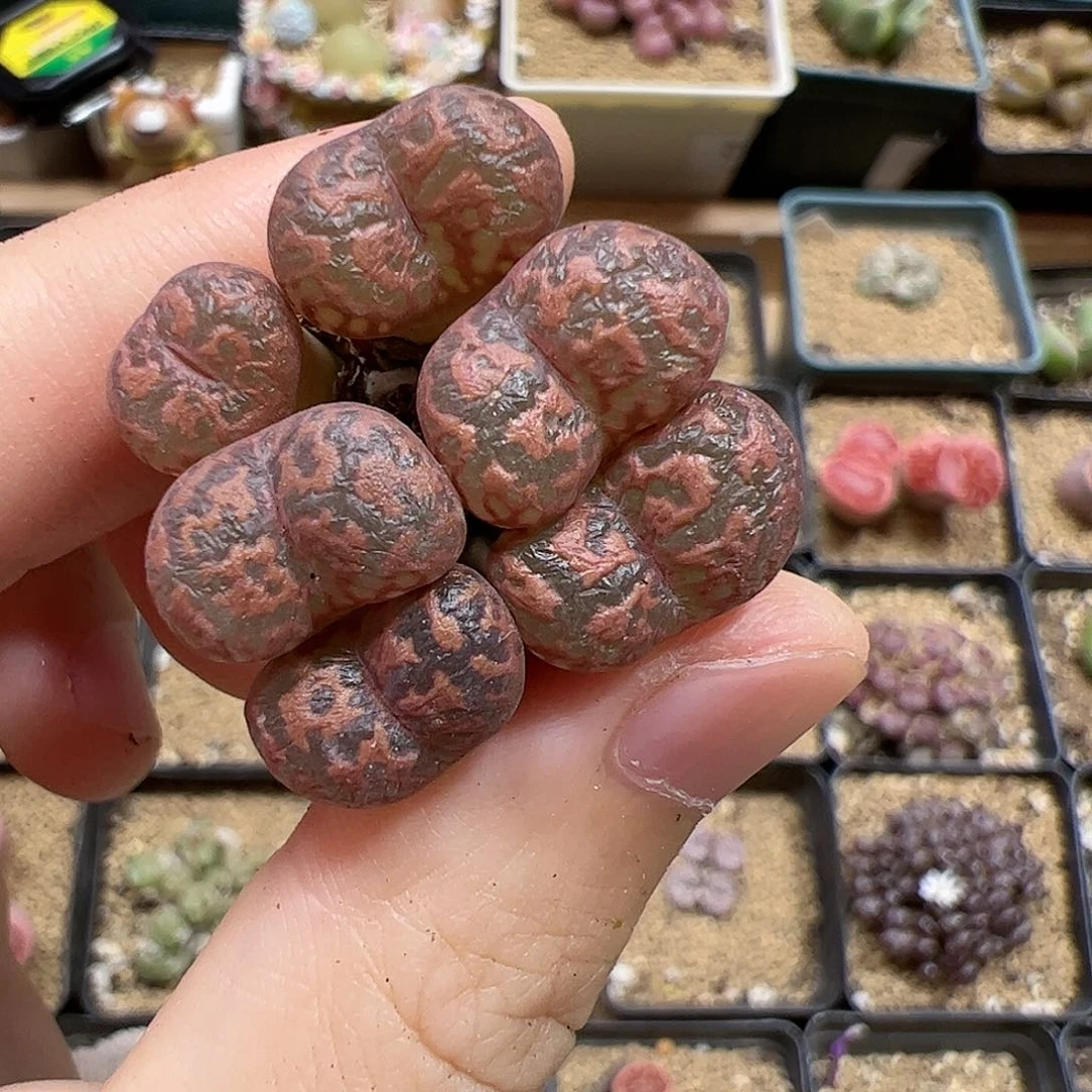 【闪购商品】181 福利