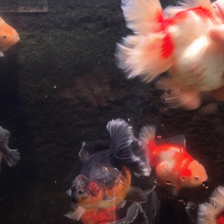 金鱼百褶泰狮金鱼3.9