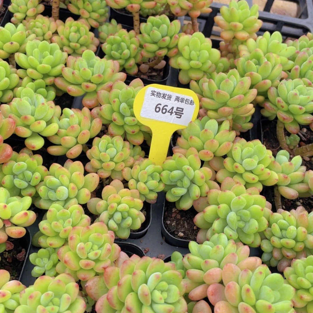 664号 香格里拉高腿群生一个