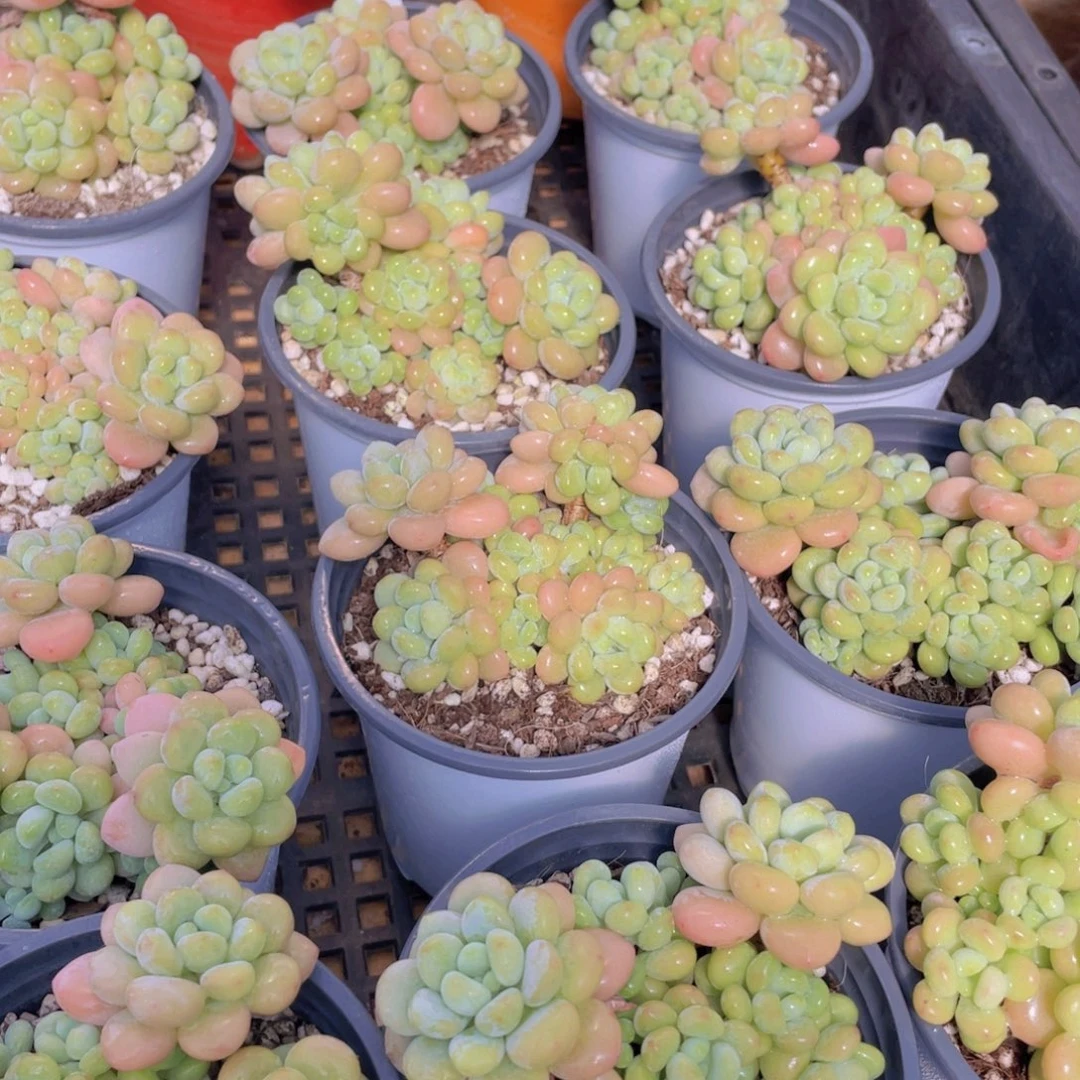 量拍16号 洛可可老桩大群生一个