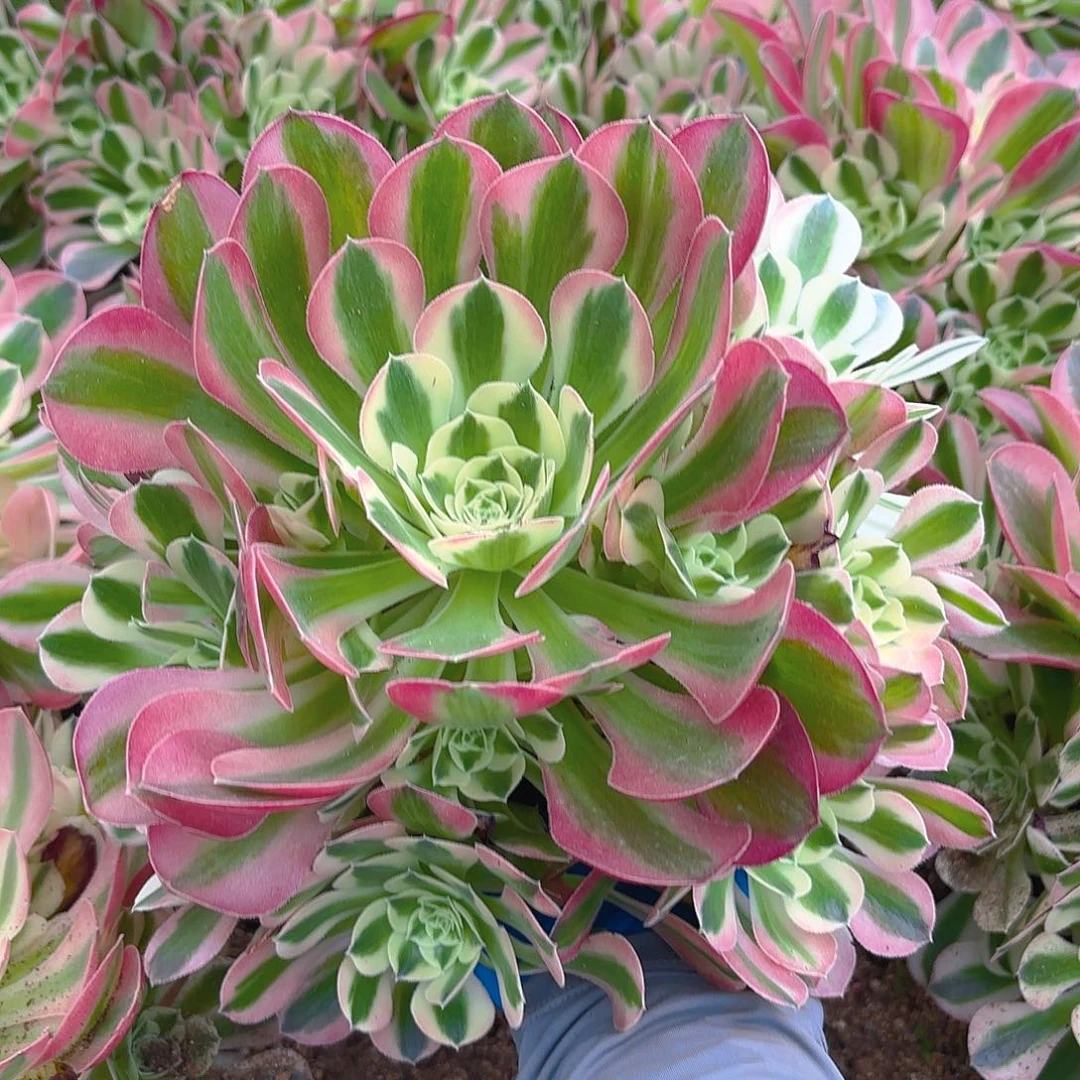 粉水晶手捧多肉植物