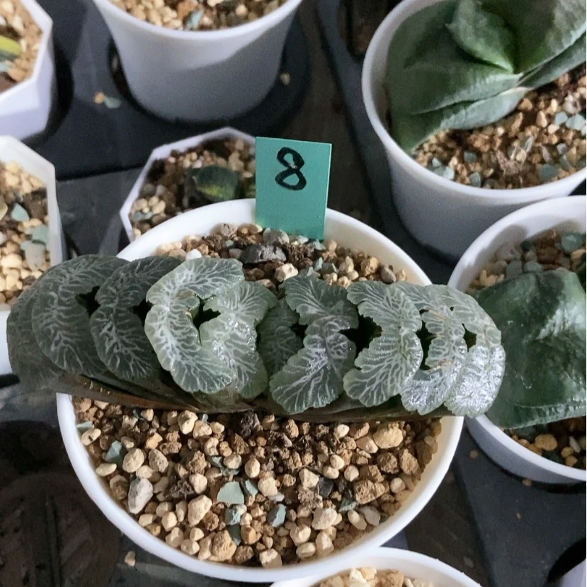 【闪购商品】88大V流纹