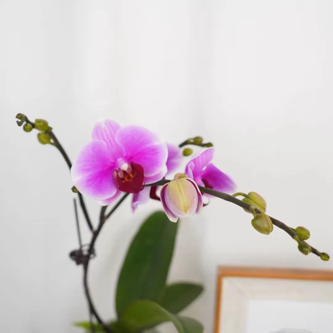 明兰花卉 蝴蝶兰 【超级宝贝】（3.0寸）带花带花苞开花株发货
