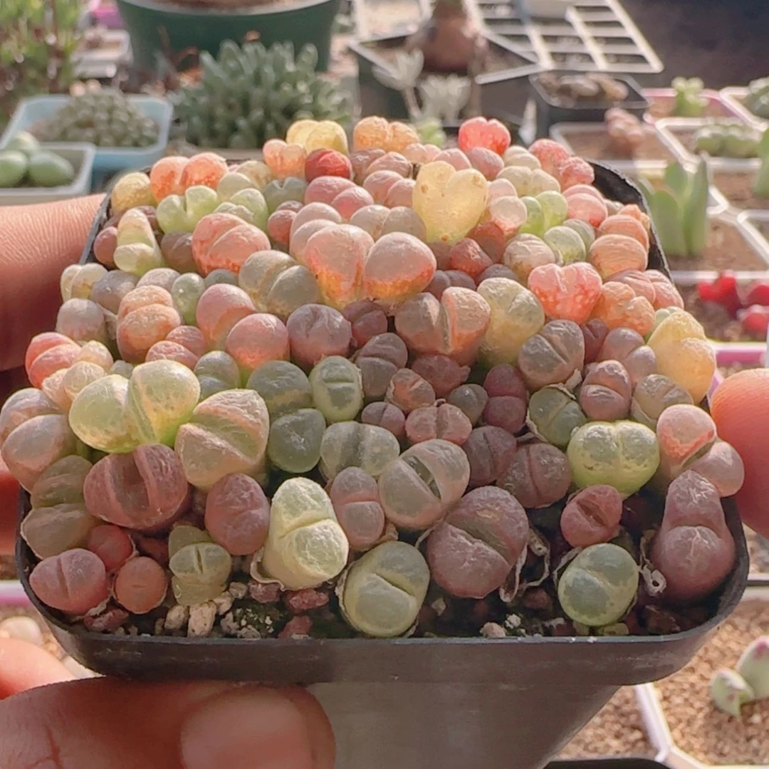 【闪购商品】21443