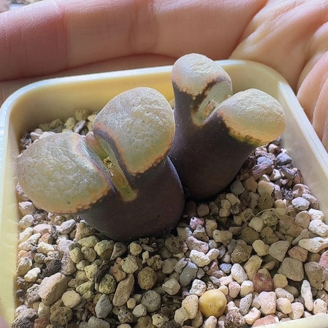 33号双头风铃一物一拍