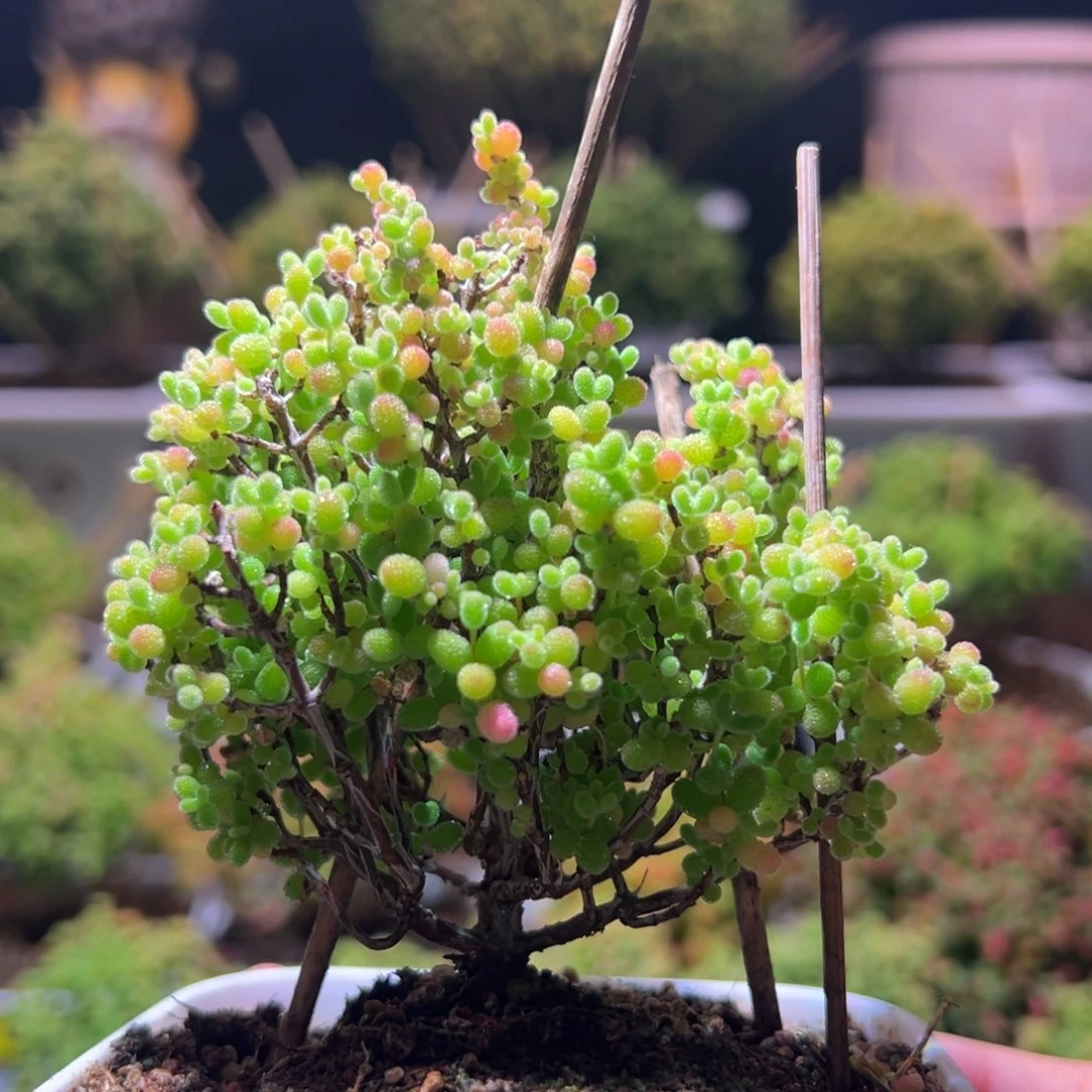 729蜜橘一物一拍带盆土发货