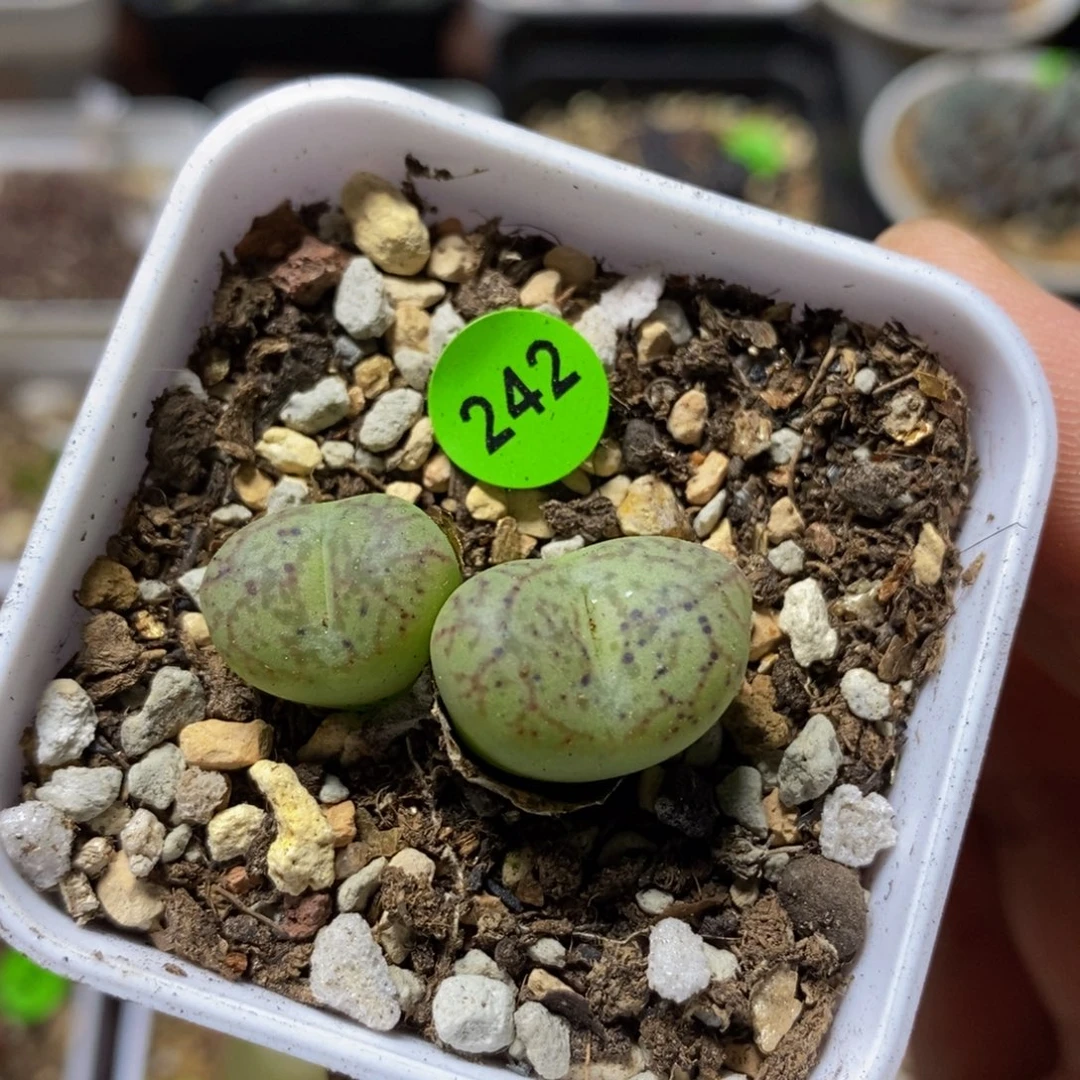 杂交漂亮多肉植物242
