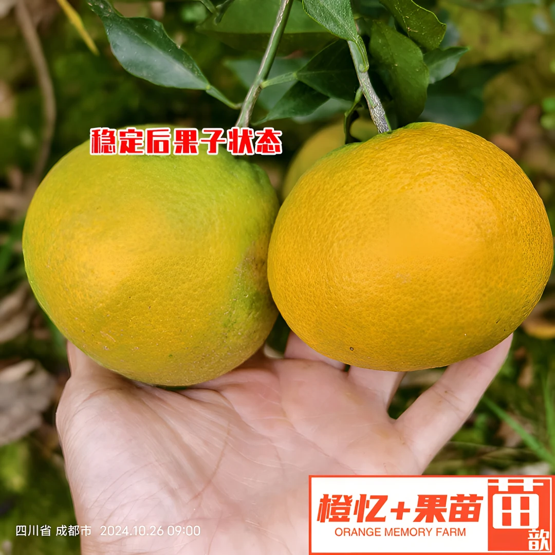 柑橘苗：爱媛46（阿蜜达）盆栽地栽均可丨【嫁接苗+早熟】果树