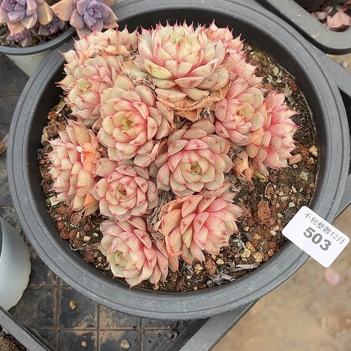 阿雅园艺。      503本吧