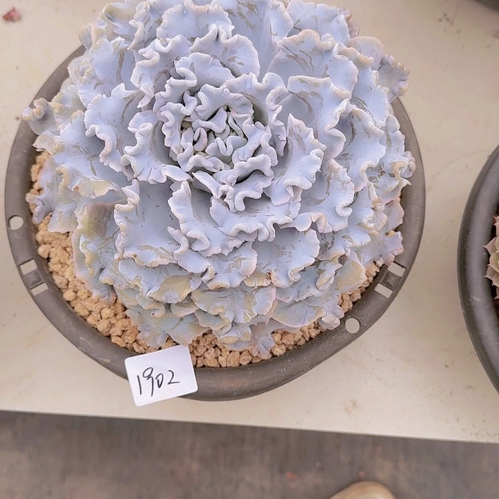 1902白饺子皮多肉植物