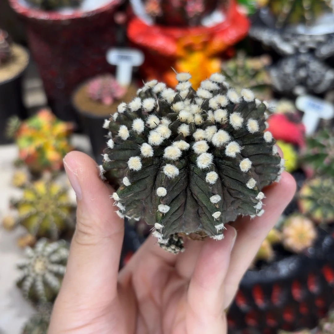 6.7cm高绒恐龙腹肌黑海神