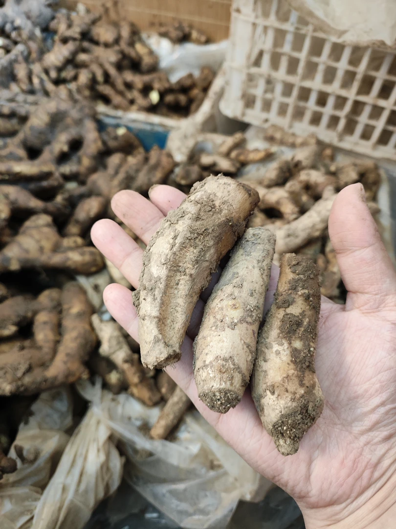 【福利限量抢】炒菜榨汁腌制姜泥姜新鲜碎姜