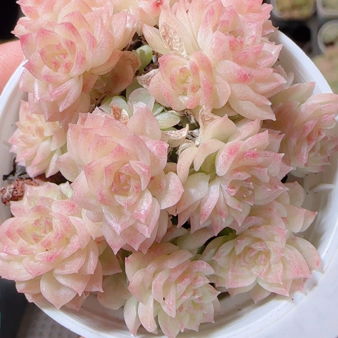 花语逸镜1111-118散