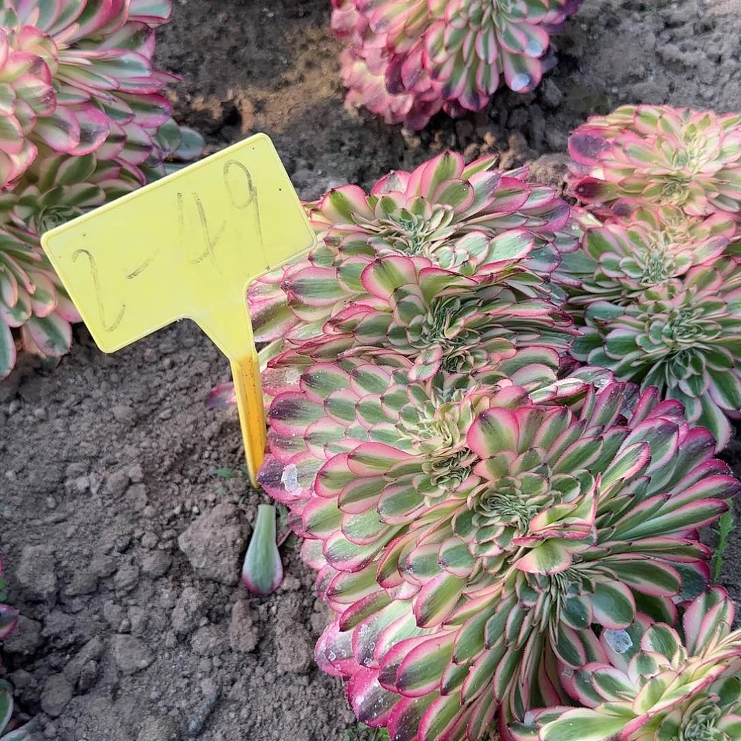 2-49--多头多肉植物