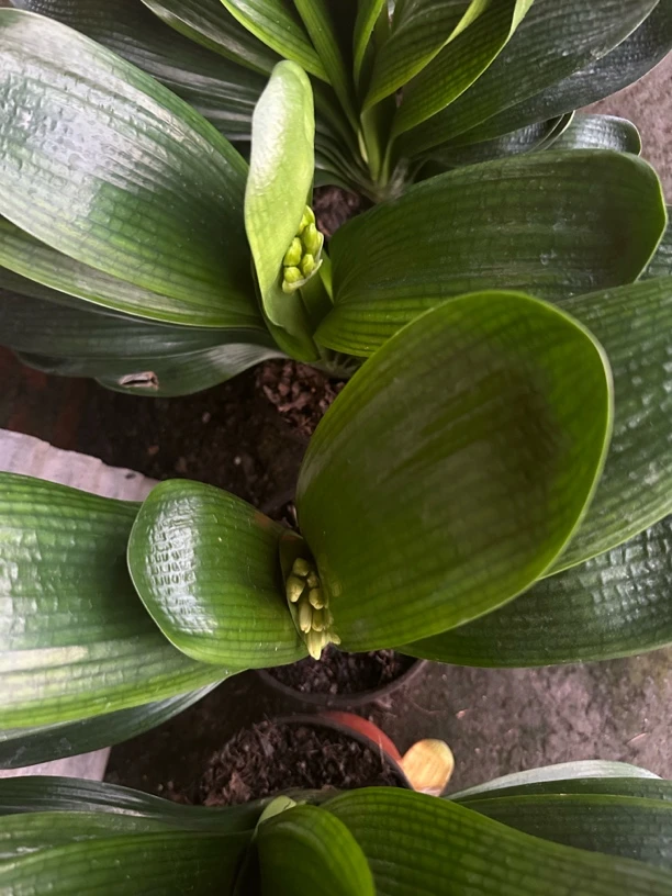 精品宽短圆带花苞