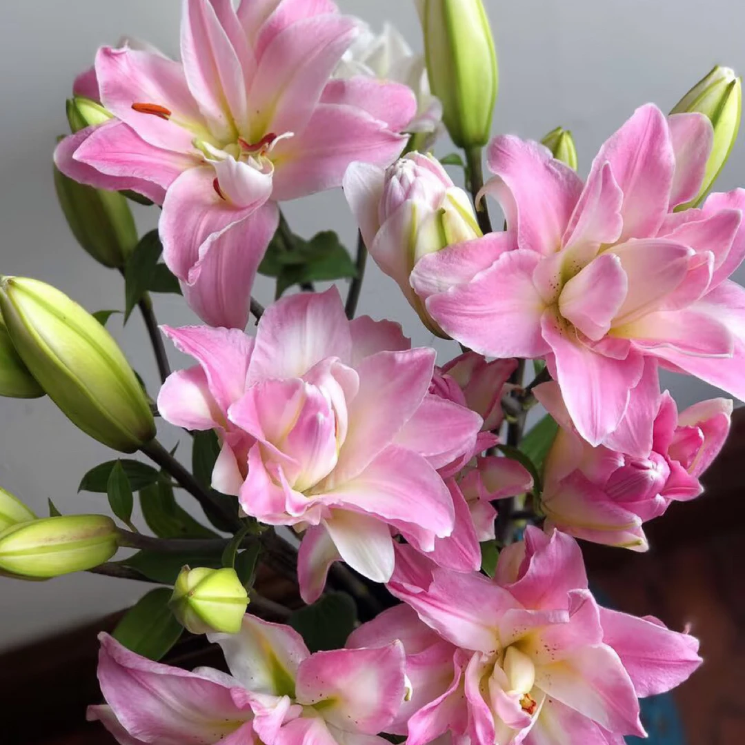 15号莲花惊喜百合多头，我要买我不售后