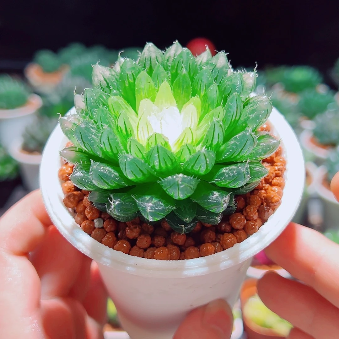 宝莲灯玉露多肉多肉多肉