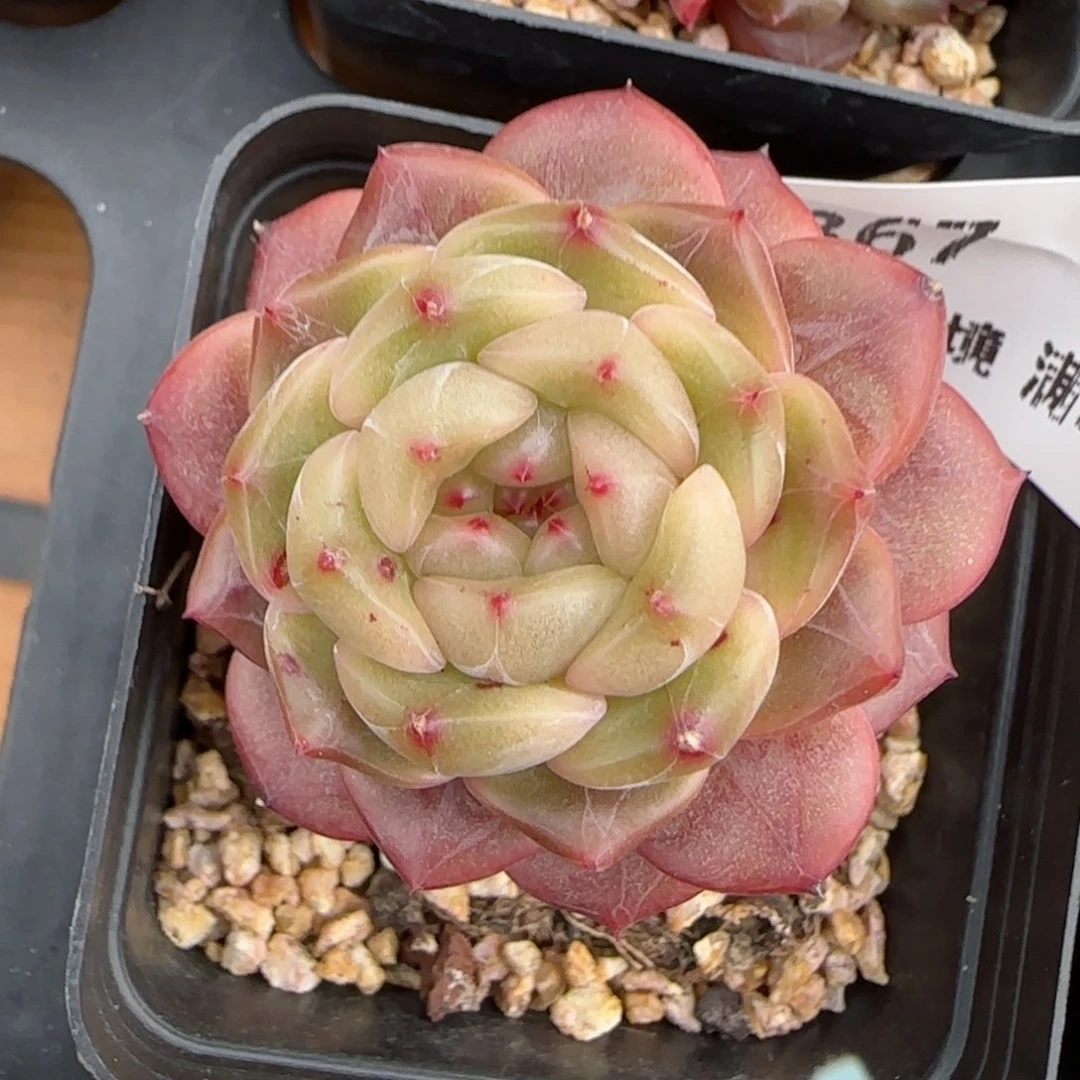 花语逸镜0116-367晴川