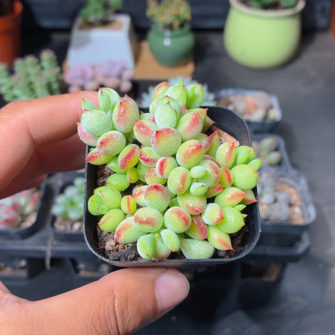 达摩福娘多肉9.9包邮发货