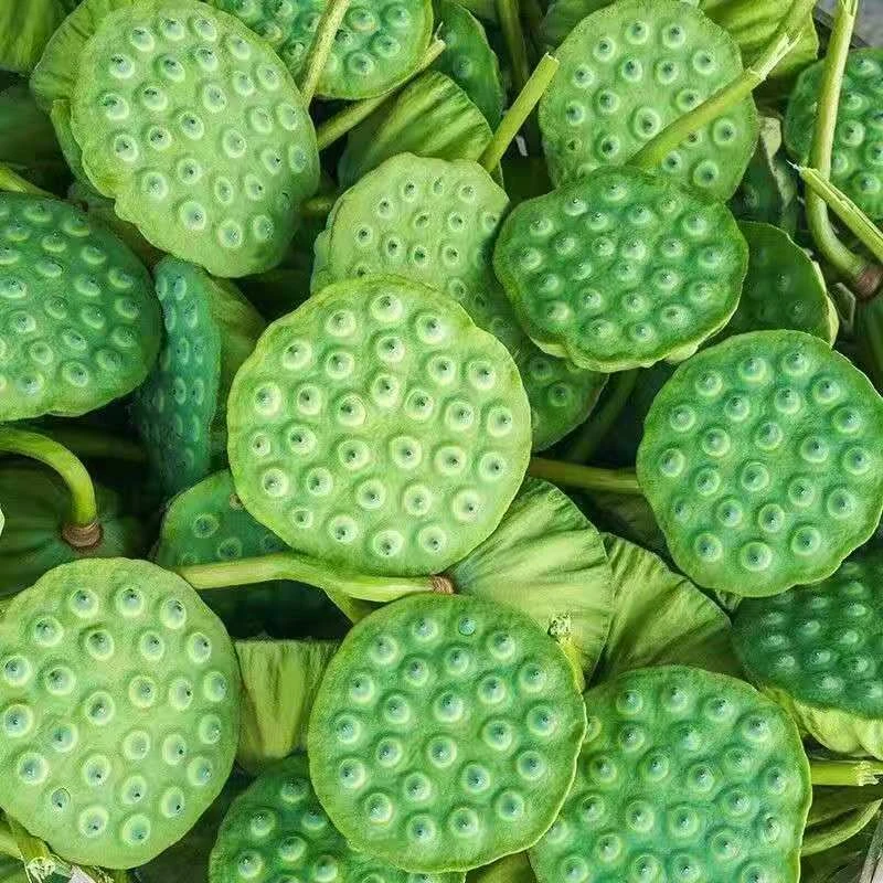 野生新鲜莲蓬现摘现发甜嫩莲子米生吃去芯脆甜应季水果