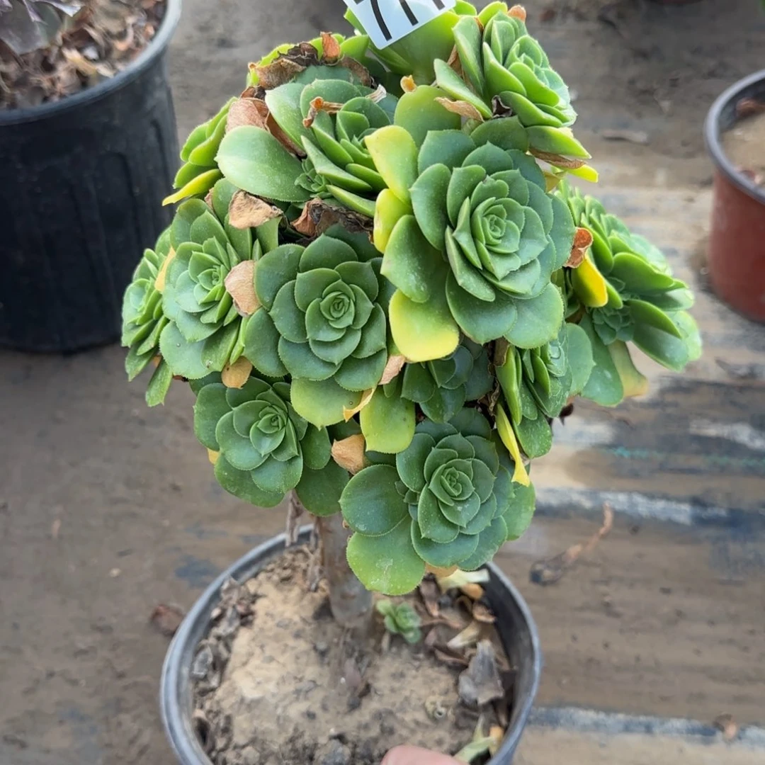 绿羊绒多肉711满28包邮断枝不包