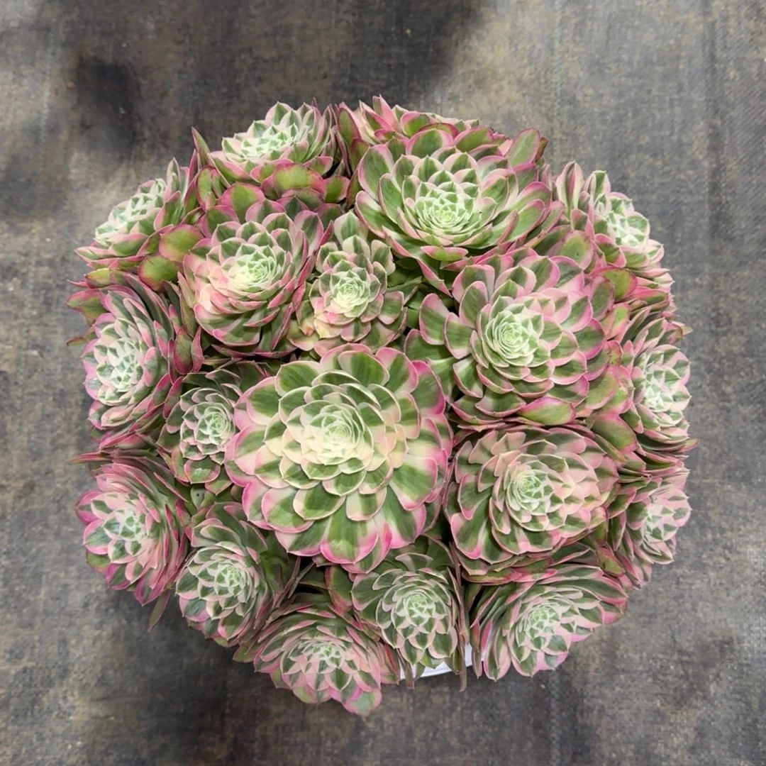 独**然孔雀翎法师多肉植物