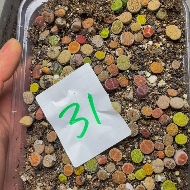 *****多肉植物的生长发育31