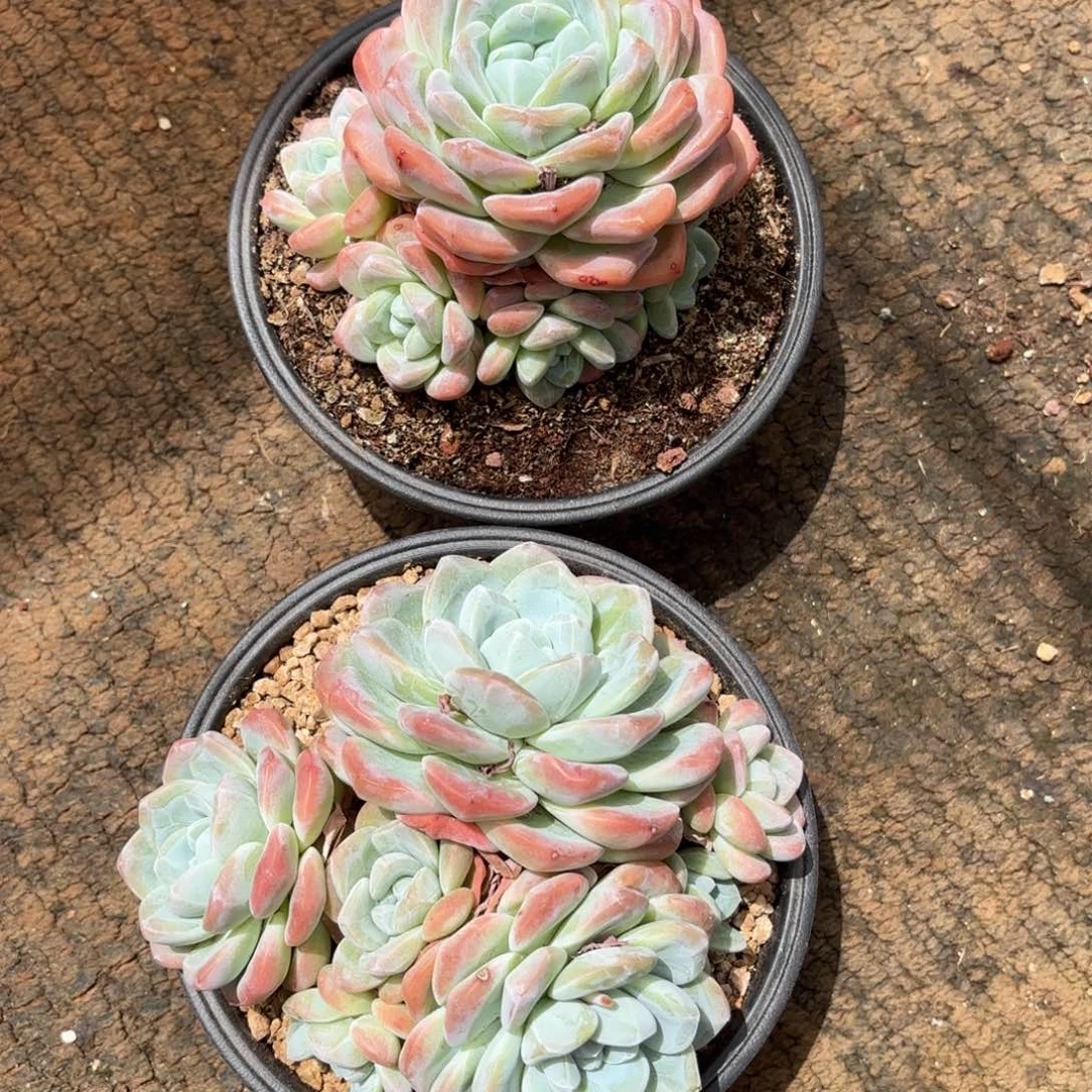 ?****?轻舟姐的冰玉好看两个