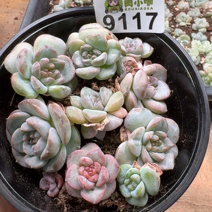 当前无花朵，栽培后可花朵℡**丶多肉植物多肉植物