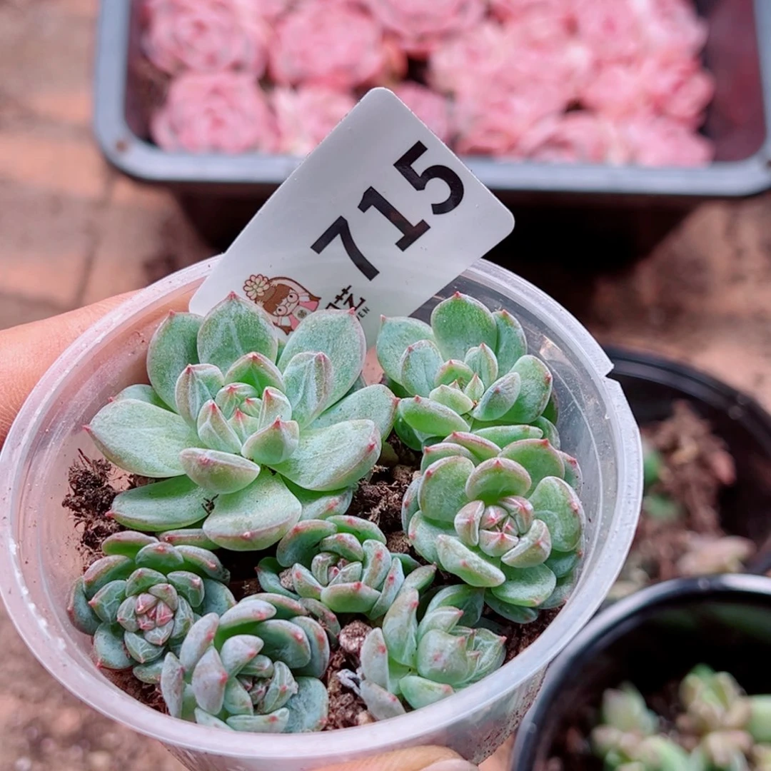 多肉植物多肉植物