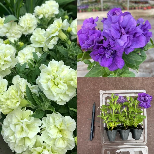 苏菲亚伊丽莎白小苗6个组合