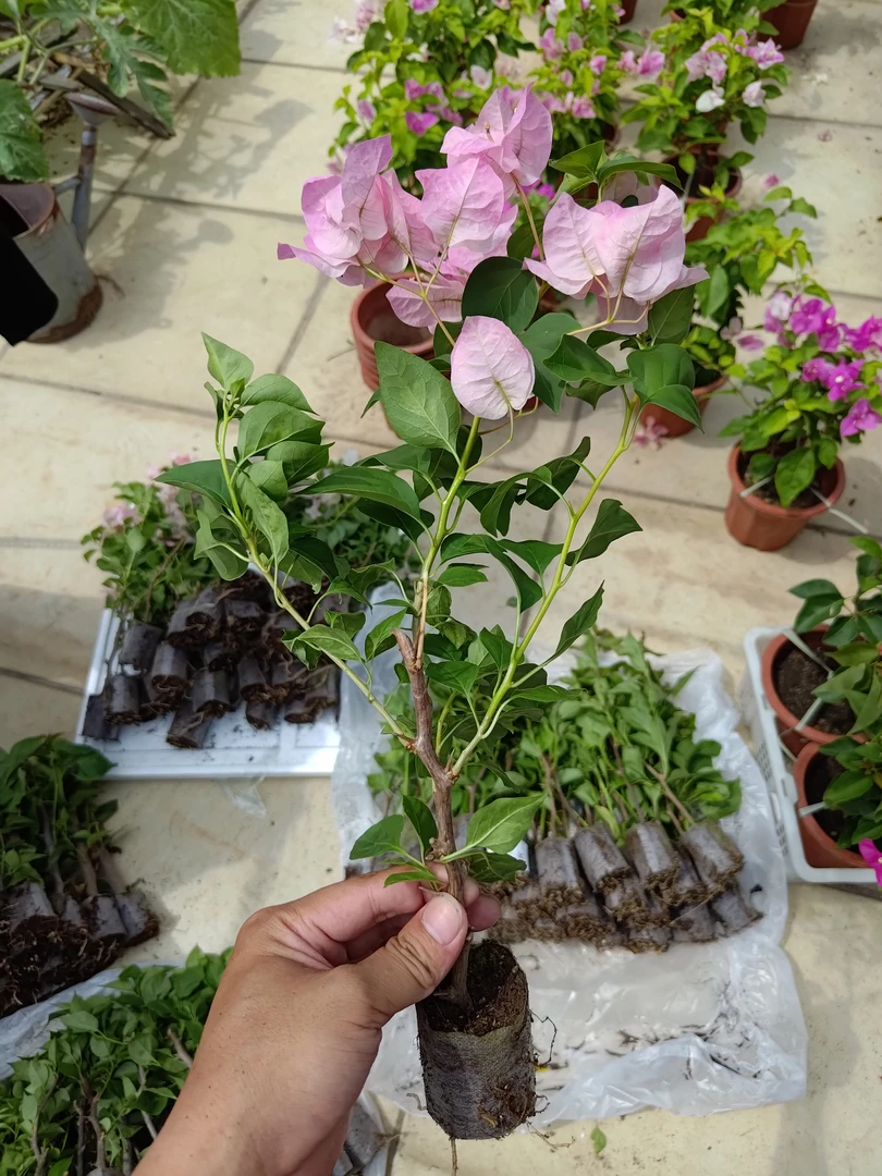 三角梅（暗斑丽人）带盆带土运输过程中会落花落叶打蔫（介意请勿拍）