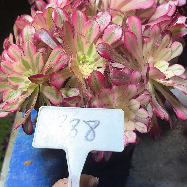 做****@多肉植物红铜法师