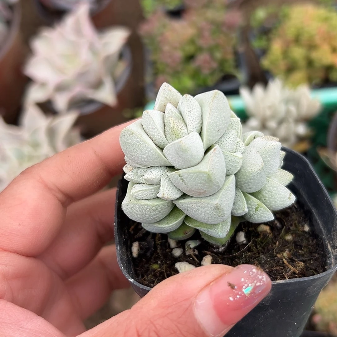 多肉植物多肉植物