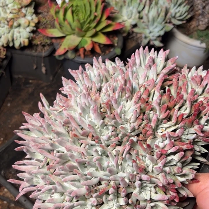 875哈哈哈哈哈哈哈哈