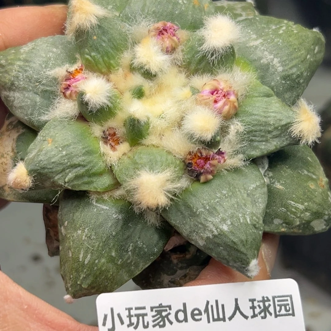 425 无关根 仙人球的世界里