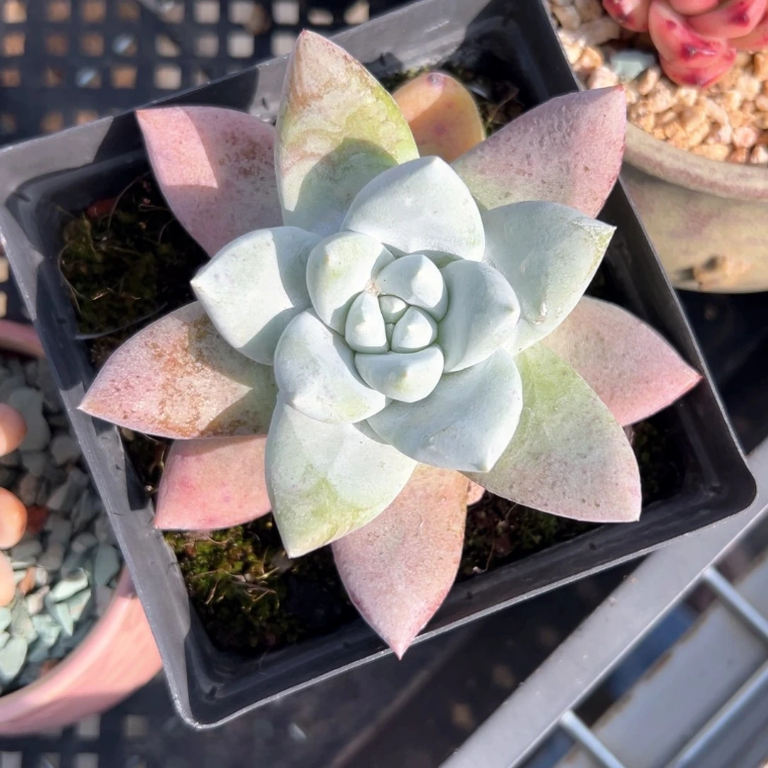 拇指仙女杯（满38包邮）多肉