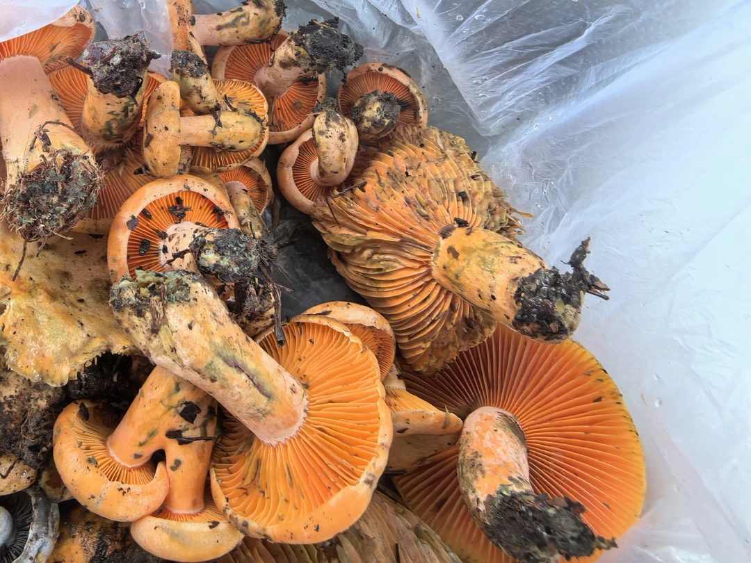 野生菌子-——乡村山珍