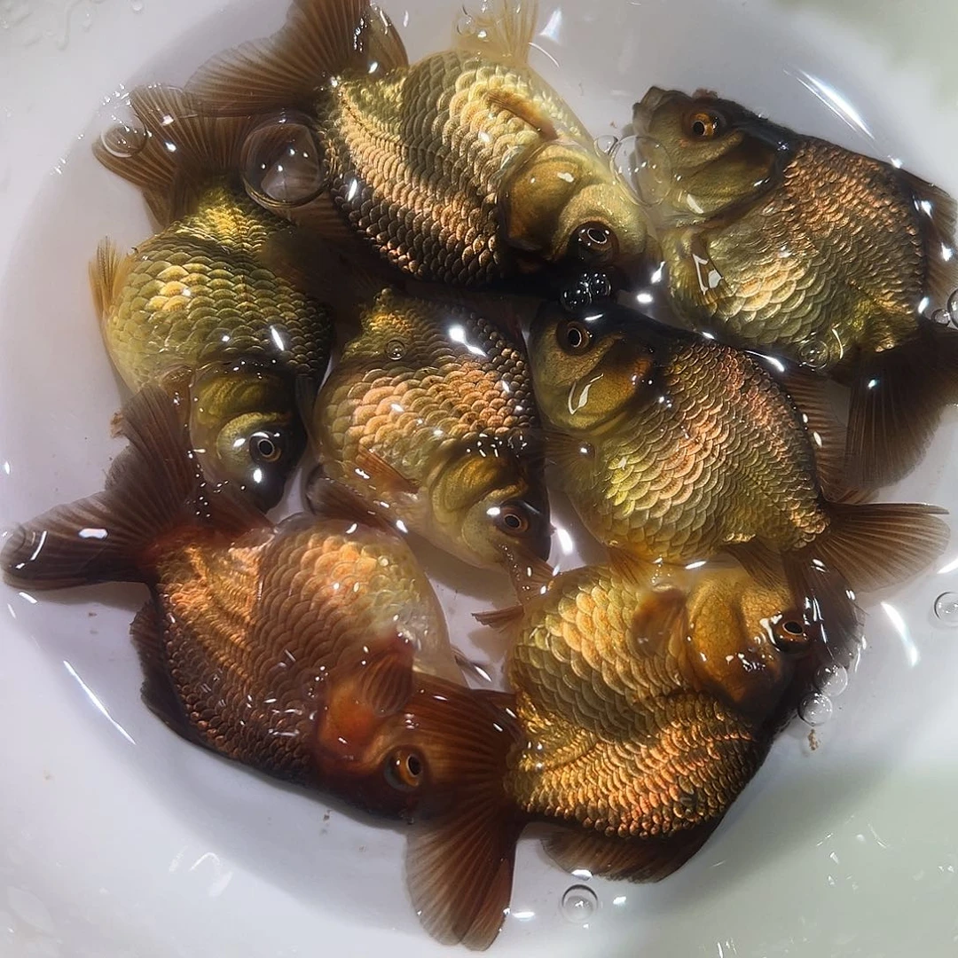 海水北一7条青皮玛丽鱼苗