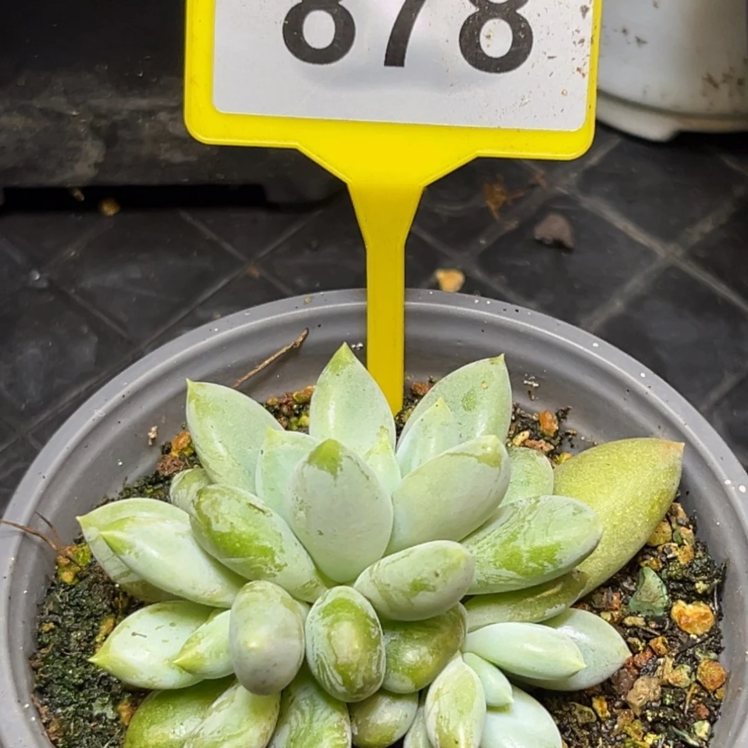 多肉植物胖体哥特群878