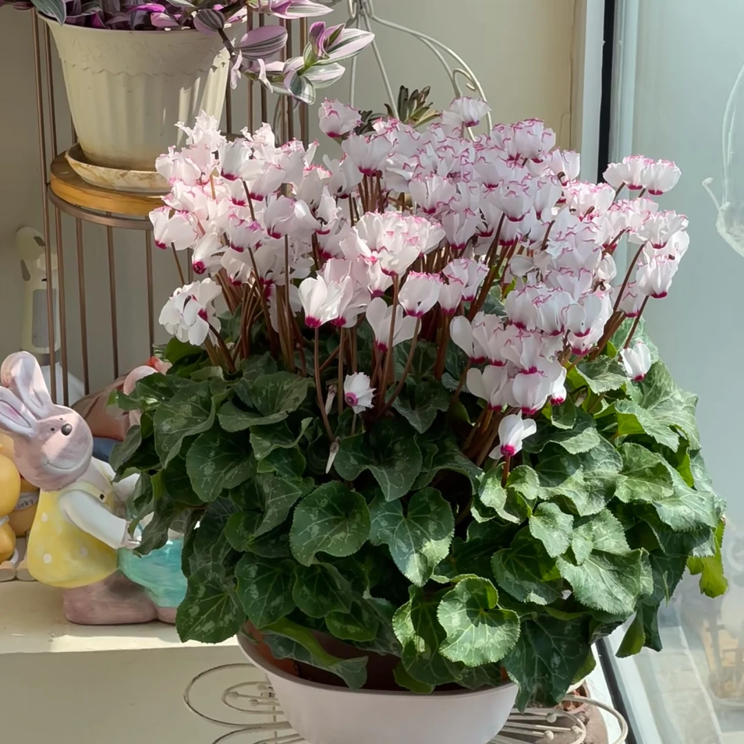 【浅色维多利亚·仙客来】种球多年生！四季开花香味盆栽