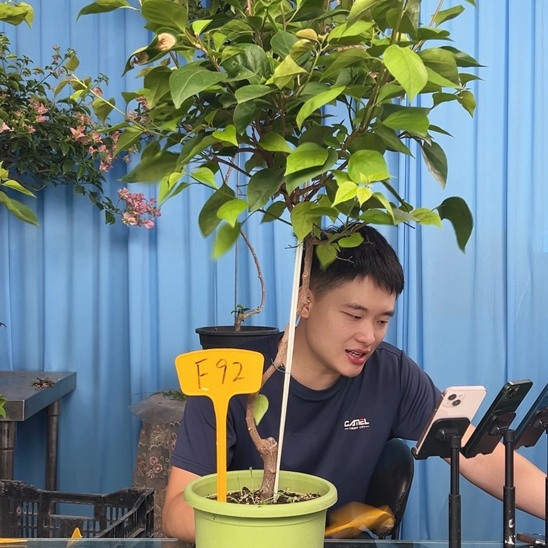 湛***空当前无花栽培后可以开花F92波妹