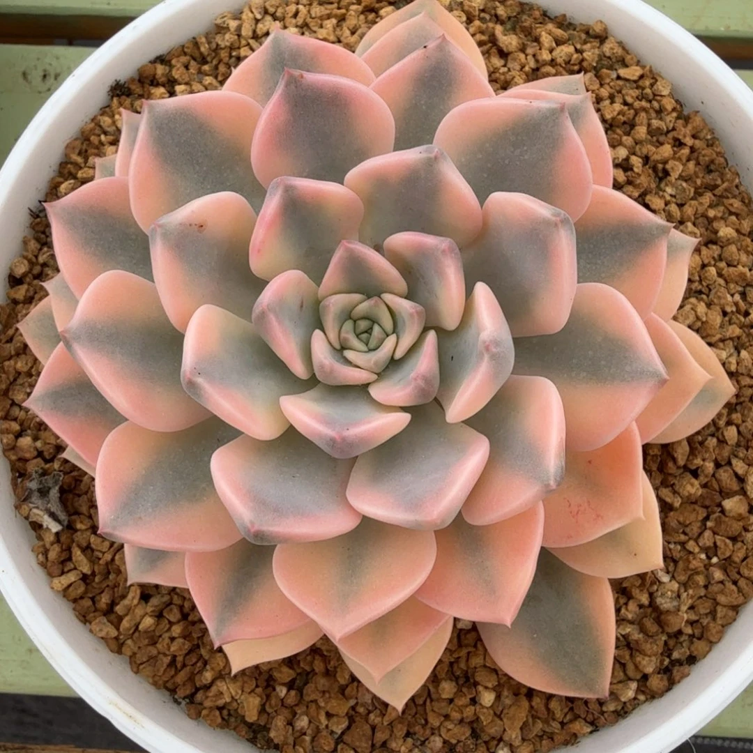 红粉佳人锦锦上园艺一物一拍