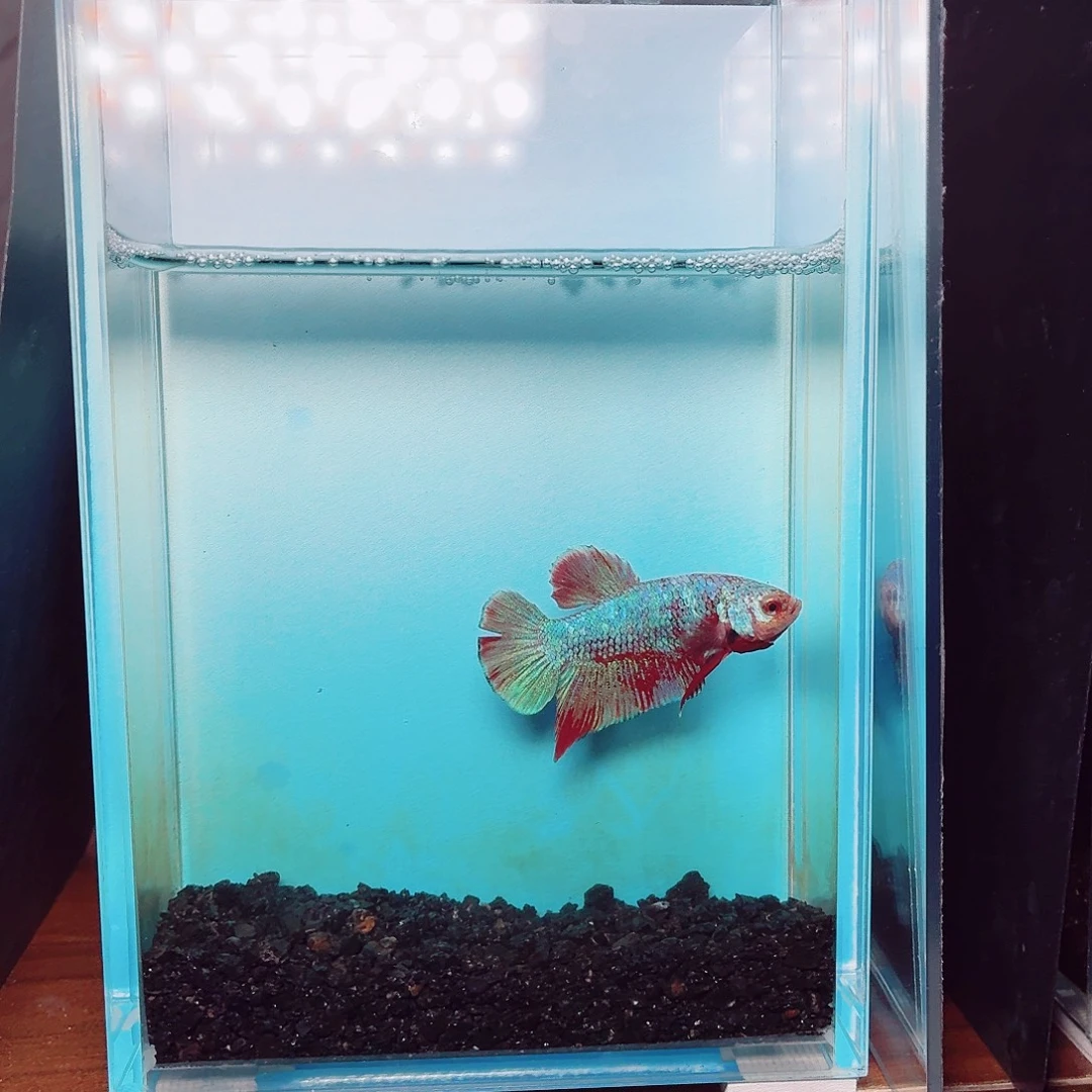 斗鱼彩金电摇将军