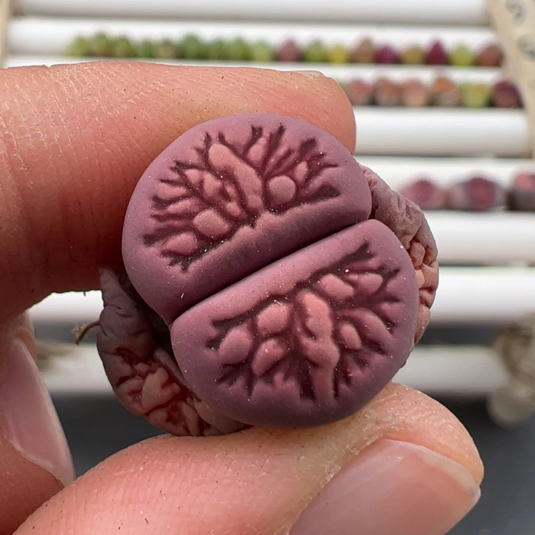 3.6好看的多肉脱土发货969