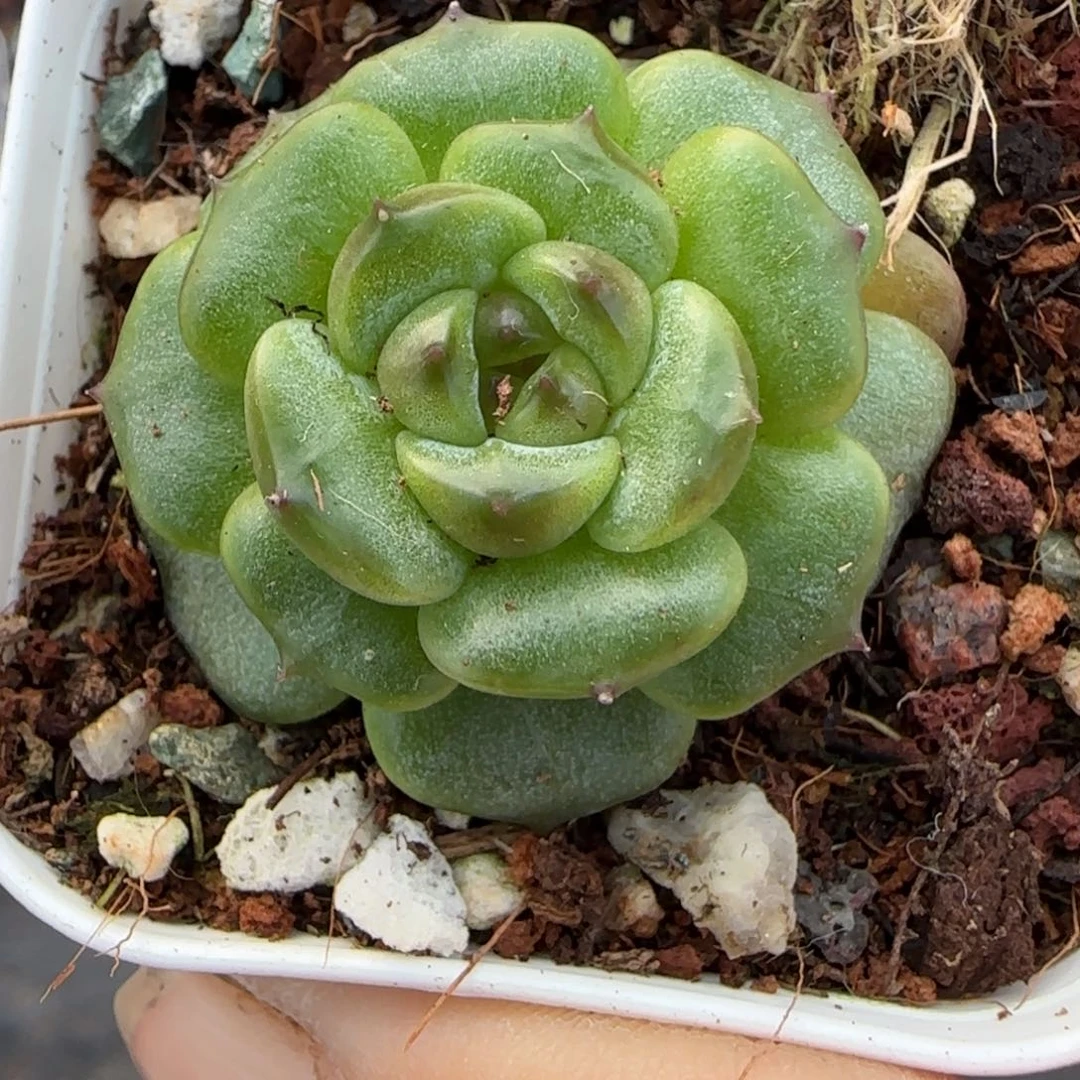 小卡拉米糖心一物一拍